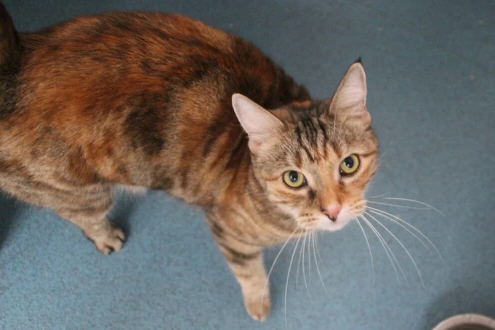 Tigger, female young Mixed Breed Cat for adoption at Brysons Animal Refuge