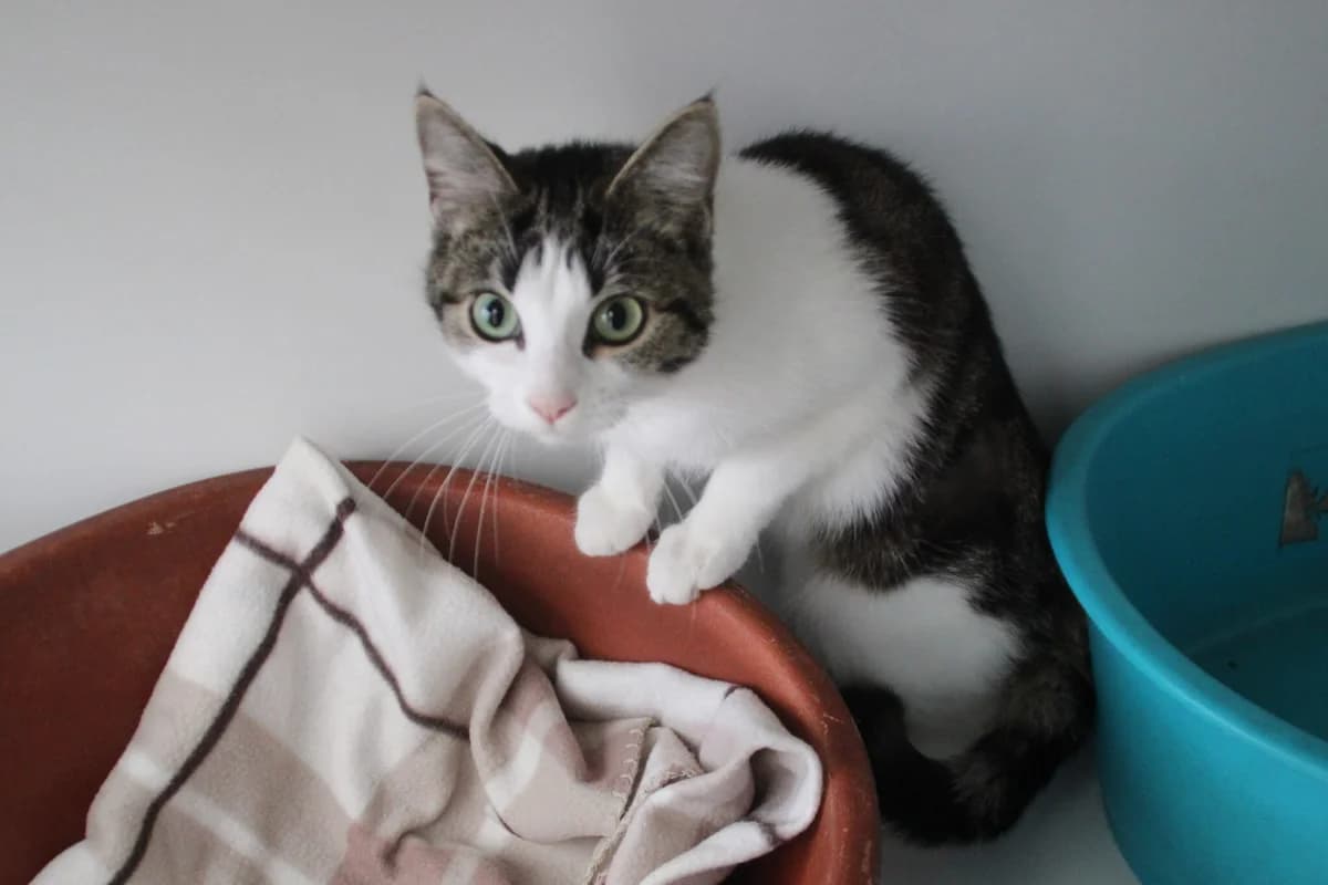 Tinkerbelle, female young Mixed Breed Cat for adoption at Brysons Animal Refuge