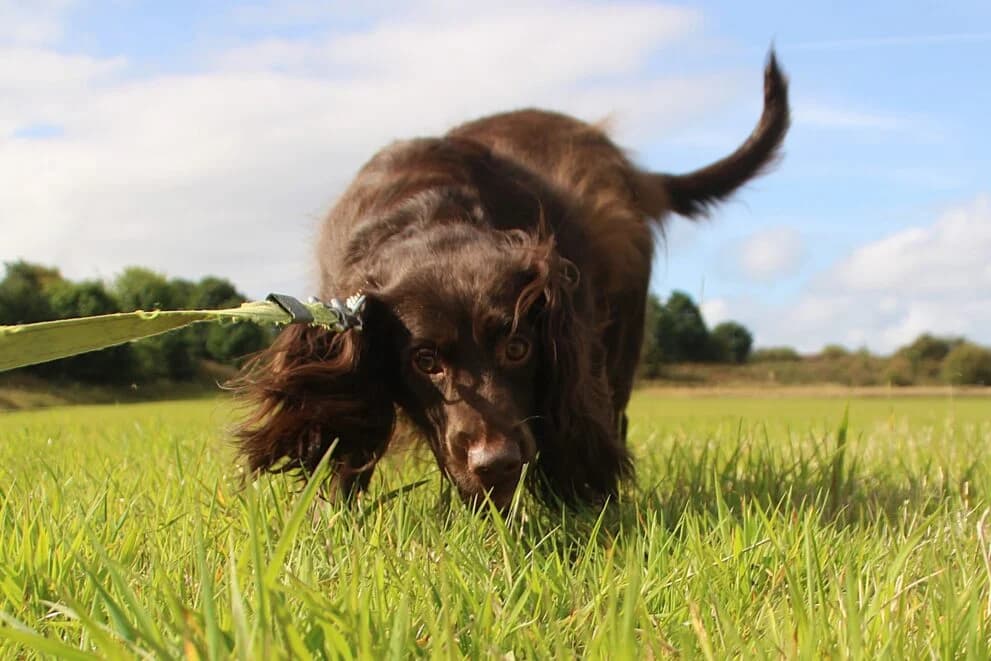 Whisper, female 3yo Cocker Spaniel for adoption at Brysons Animal Refuge