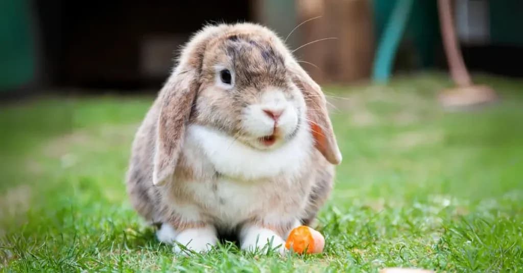 Nymeria, female young Mixed Breed for adoption at The Bunnyjackpot Foundation