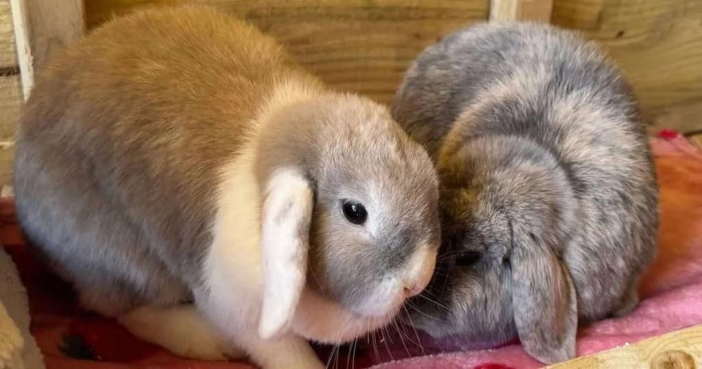 Merry & Lark, male young mixed breed for adoption at The Bunnyjackpot Foundation