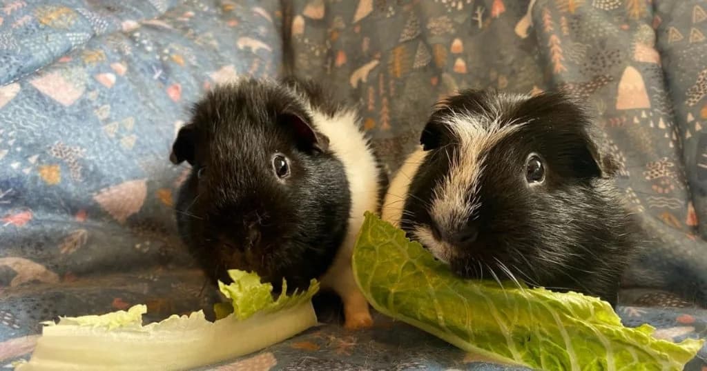 Viktor & Klaus, male 6yo Mixed Breed for adoption at The Bunnyjackpot Foundation