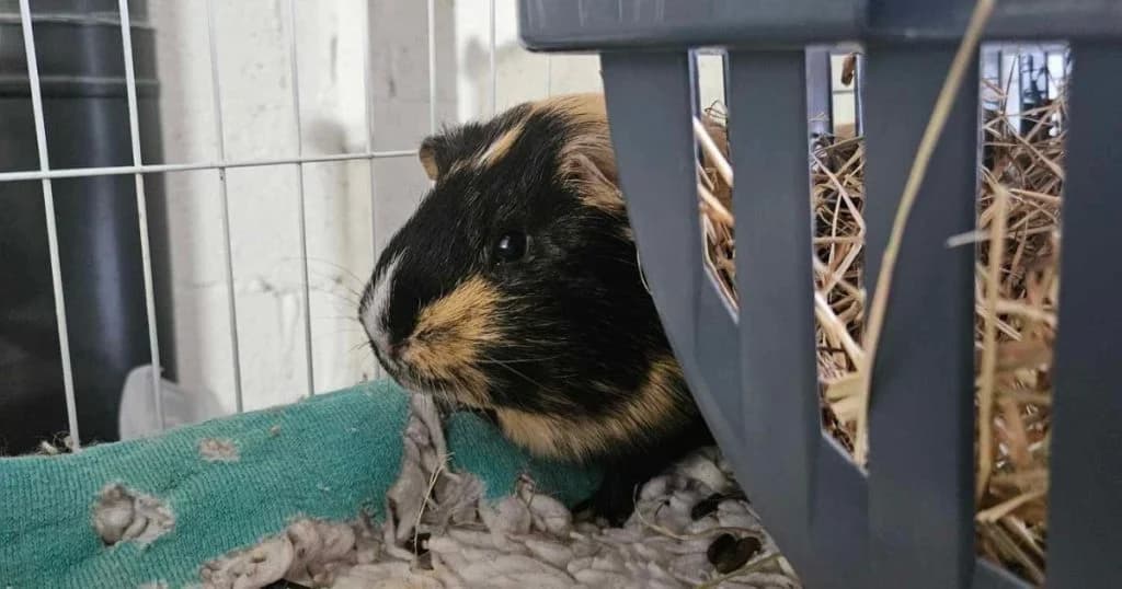 Lymm, male 4yo Mixed Breed for adoption at The Bunnyjackpot Foundation