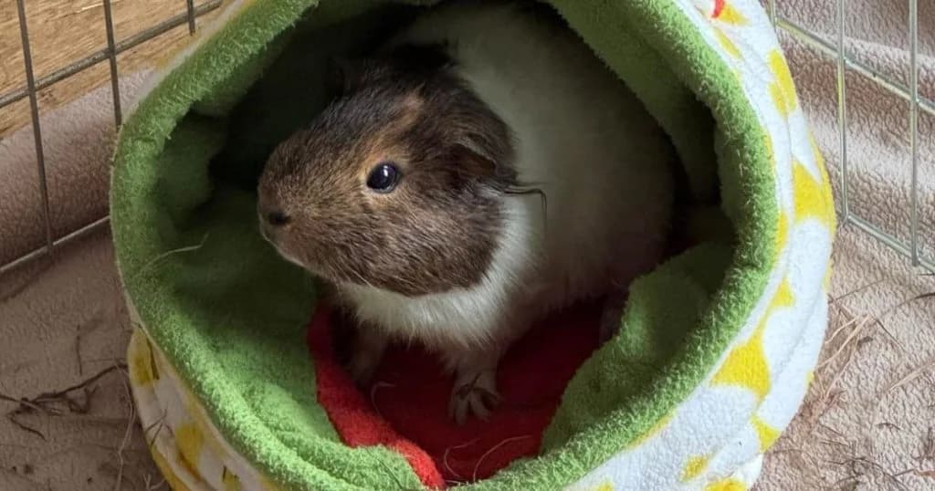 Samwise, male Mixed Breed for adoption at The Bunnyjackpot Foundation