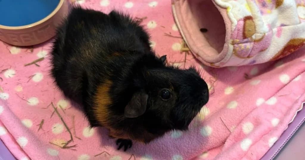 Christie, female 4yo Mixed Breed for adoption at The Bunnyjackpot Foundation