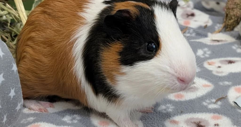 Pretzel, male Mixed Breed for adoption at The Bunnyjackpot Foundation