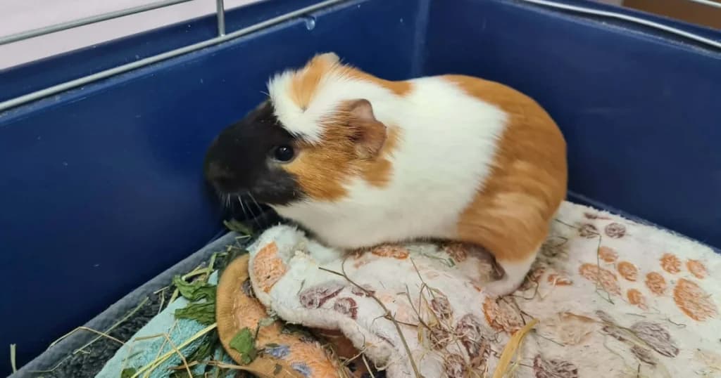 Tortilla, male Mixed Breed for adoption at The Bunnyjackpot Foundation