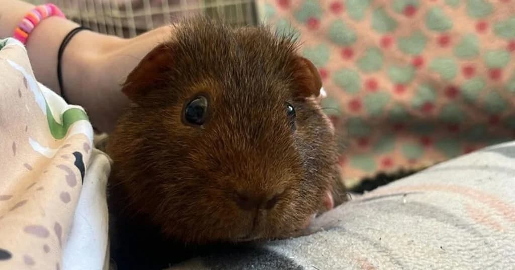 Tyrrell, male Mixed Breed for adoption at The Bunnyjackpot Foundation
