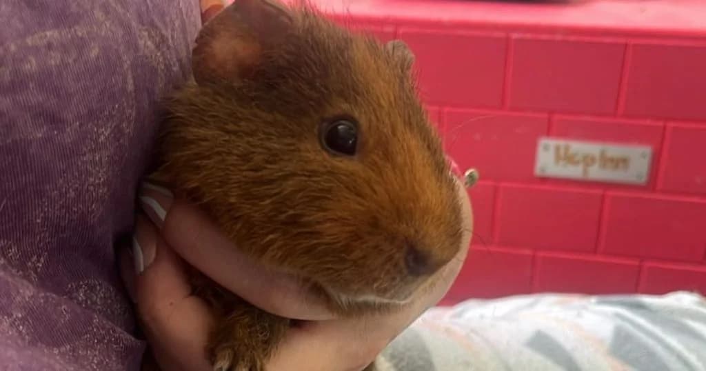 Cheezit, male Mixed Breed for adoption at The Bunnyjackpot Foundation