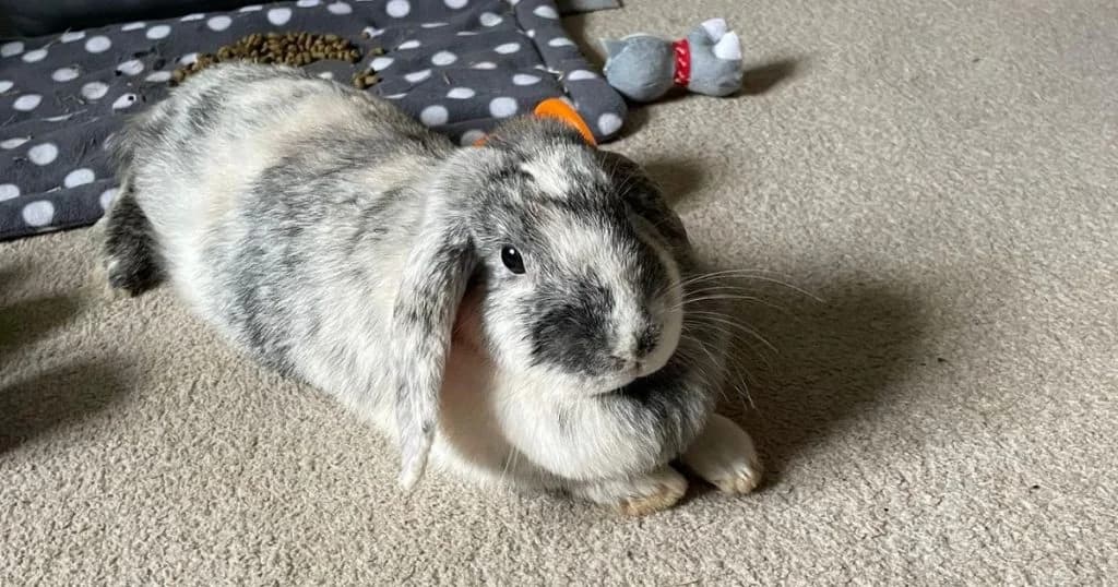 Wombat, female 4yo mixed breed for adoption at The Bunnyjackpot Foundation