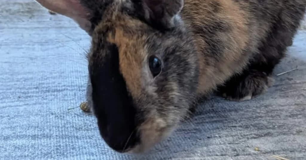 Nero, female young Mixed Breed for adoption at The Bunnyjackpot Foundation