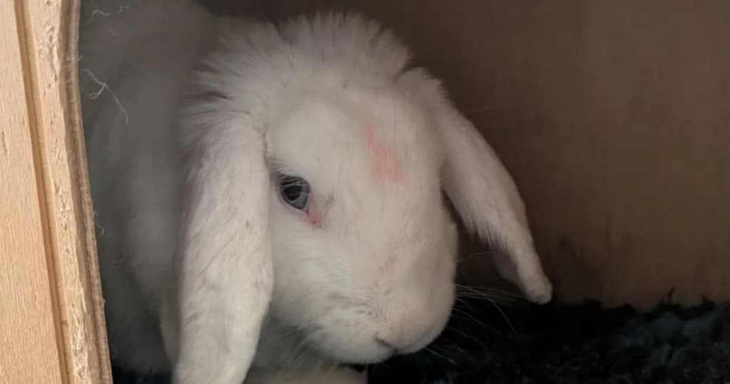 Hopscotch, male 6yo Mixed Breed for adoption at The Bunnyjackpot Foundation