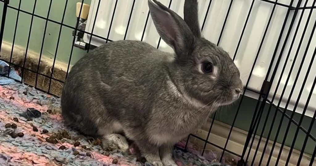 Dave, male 3yo Mixed Breed for adoption at The Bunnyjackpot Foundation
