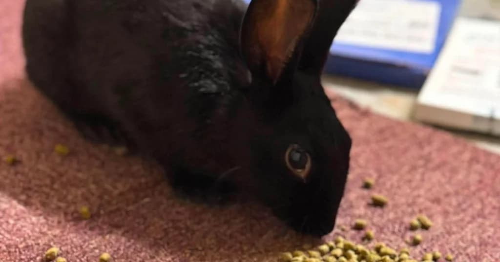 Dionysus, male puppy Mixed Breed for adoption at The Bunnyjackpot Foundation