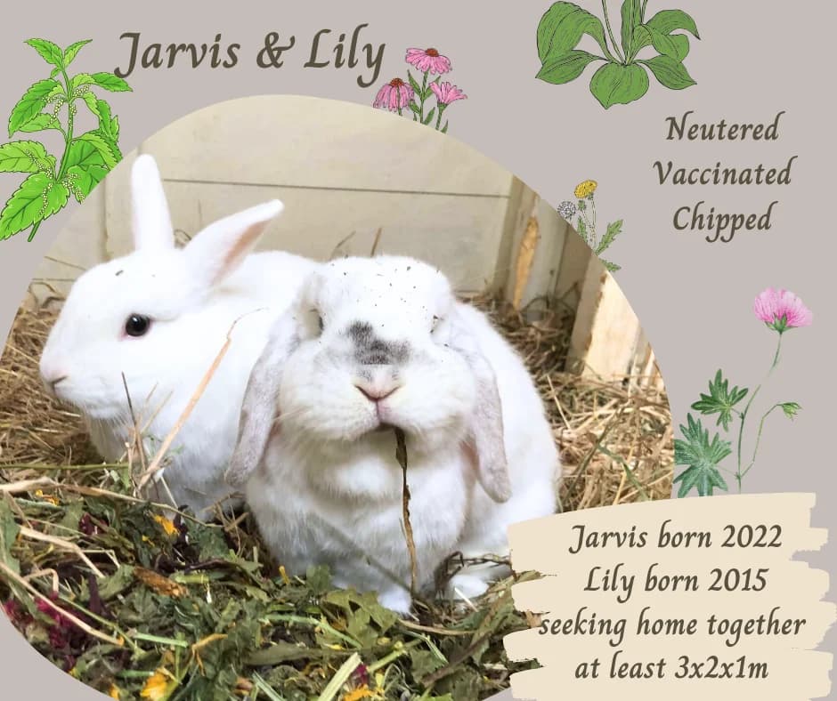 Rabbits, Mixed Breed for adoption at Burrowed Hearts Animal Rescue