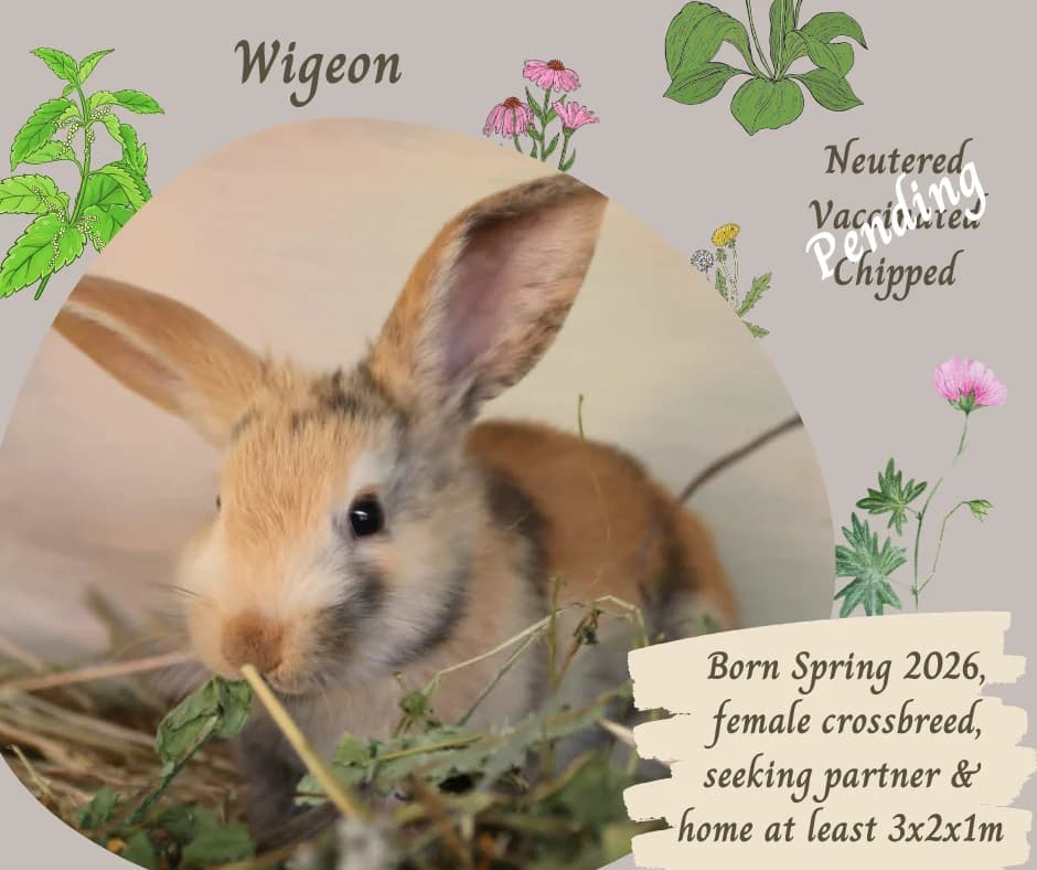 Rabbits, Mixed Breed for adoption at Burrowed Hearts Animal Rescue
