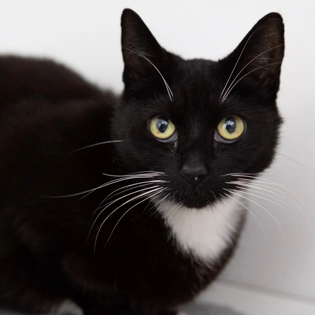 Jasmine, female young Mixed Breed for adoption at Bury