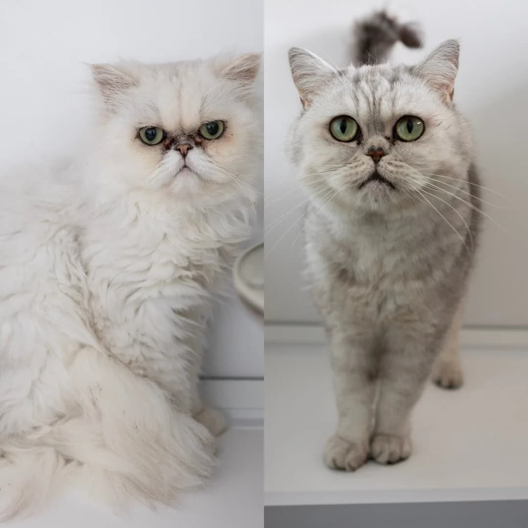 Marie & Bumble, female Mixed Breed for adoption at Bury