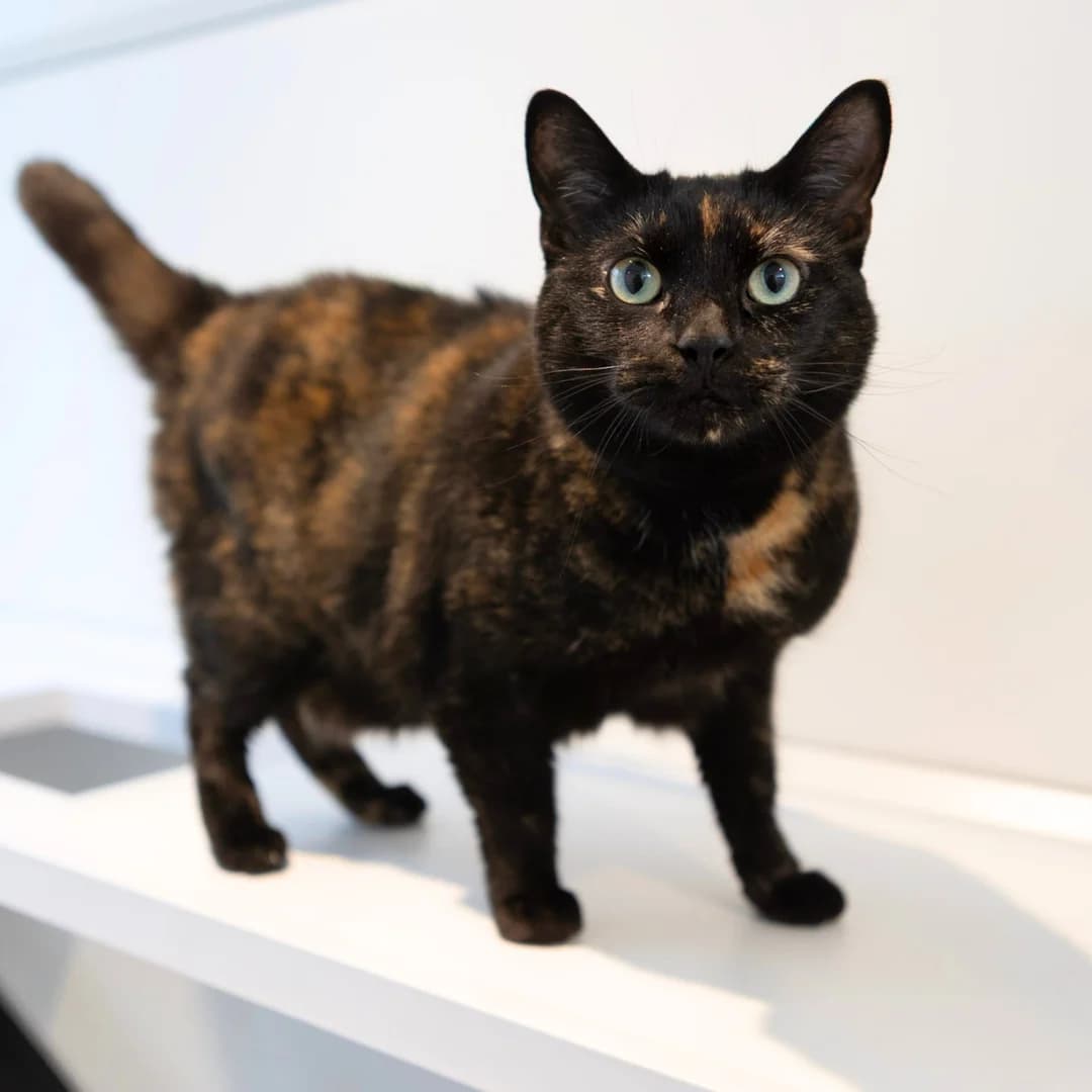 Sassy, female 5yo Mixed Breed for adoption at Bury