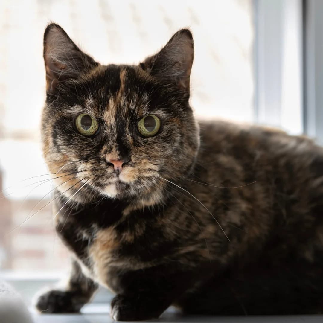Suki, female senior Mixed Breed for adoption at Bury