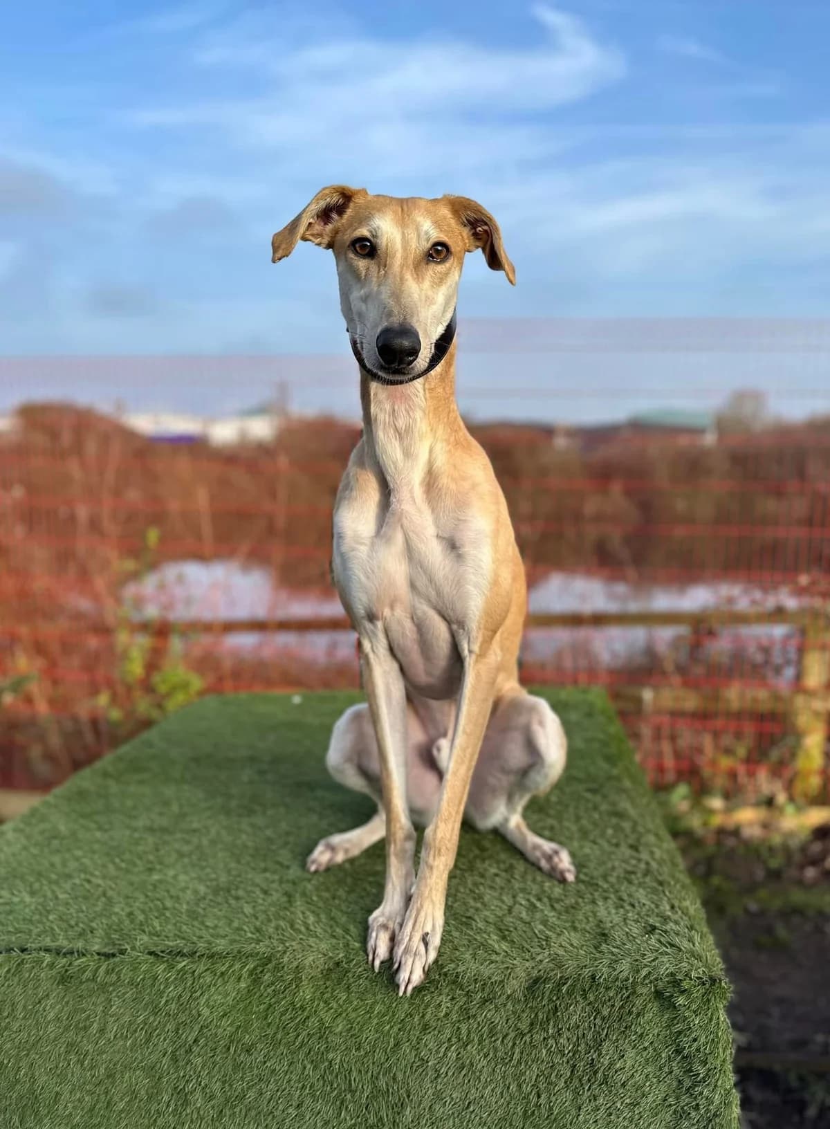 Dart, male Mixed Breed for adoption at Cardiff Dogs Home
