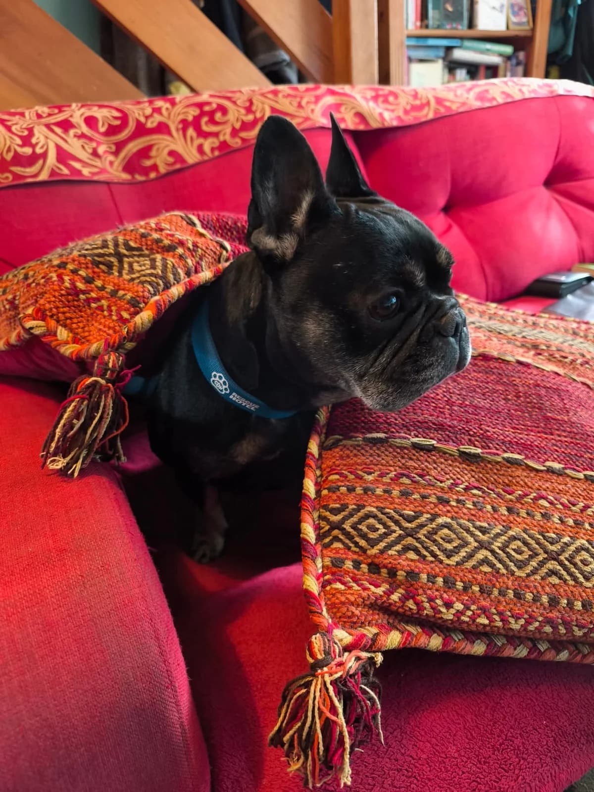 Ariel, female Mixed Breed for adoption at Cardiff Dogs Home