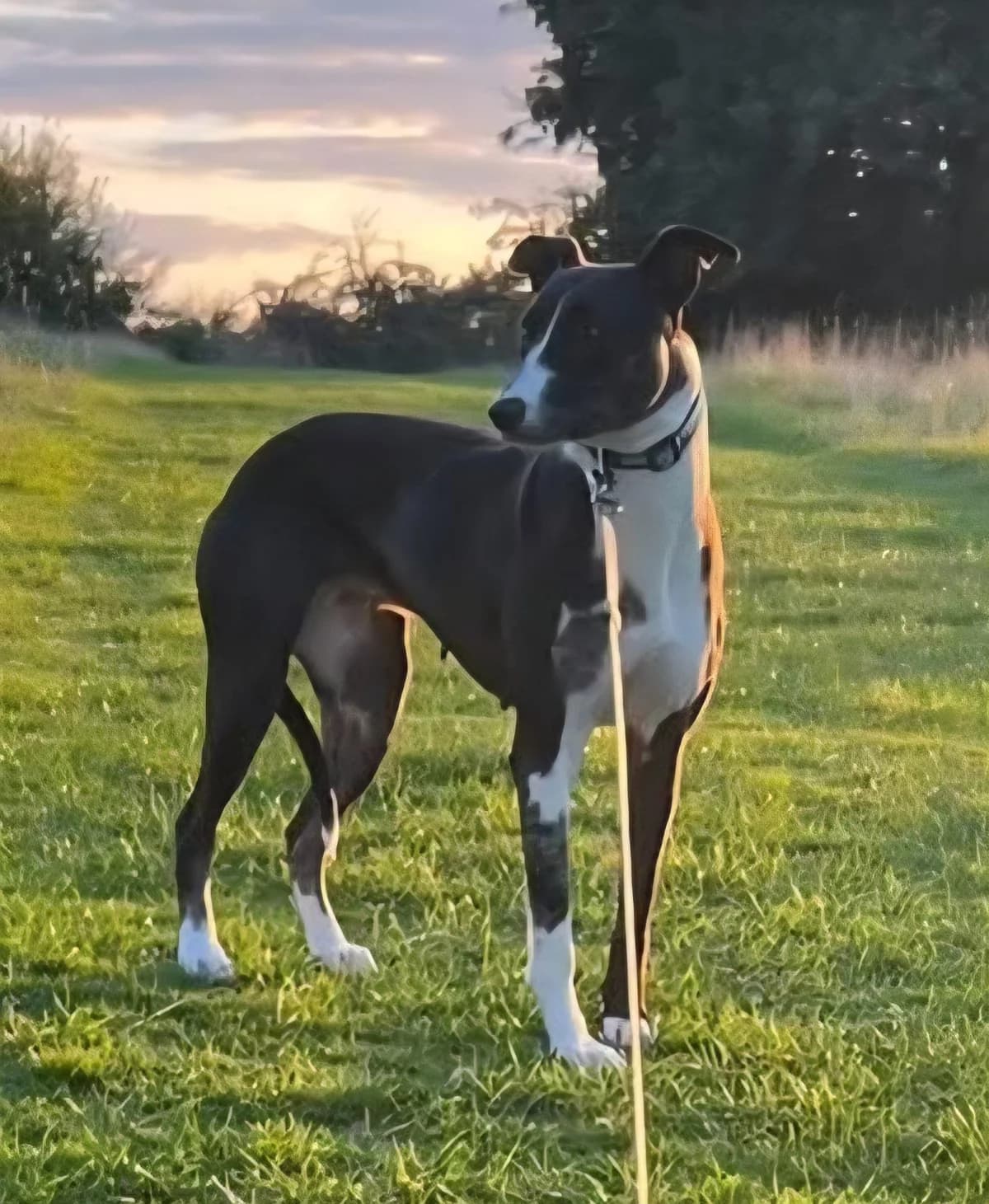 Frenchie, female Mixed Breed for adoption at Cardiff Dogs Home
