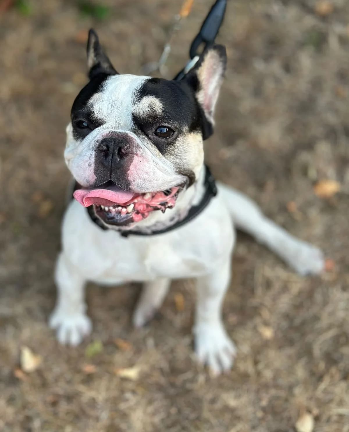 Rizzo, female Mixed Breed for adoption at Cardiff Dogs Home