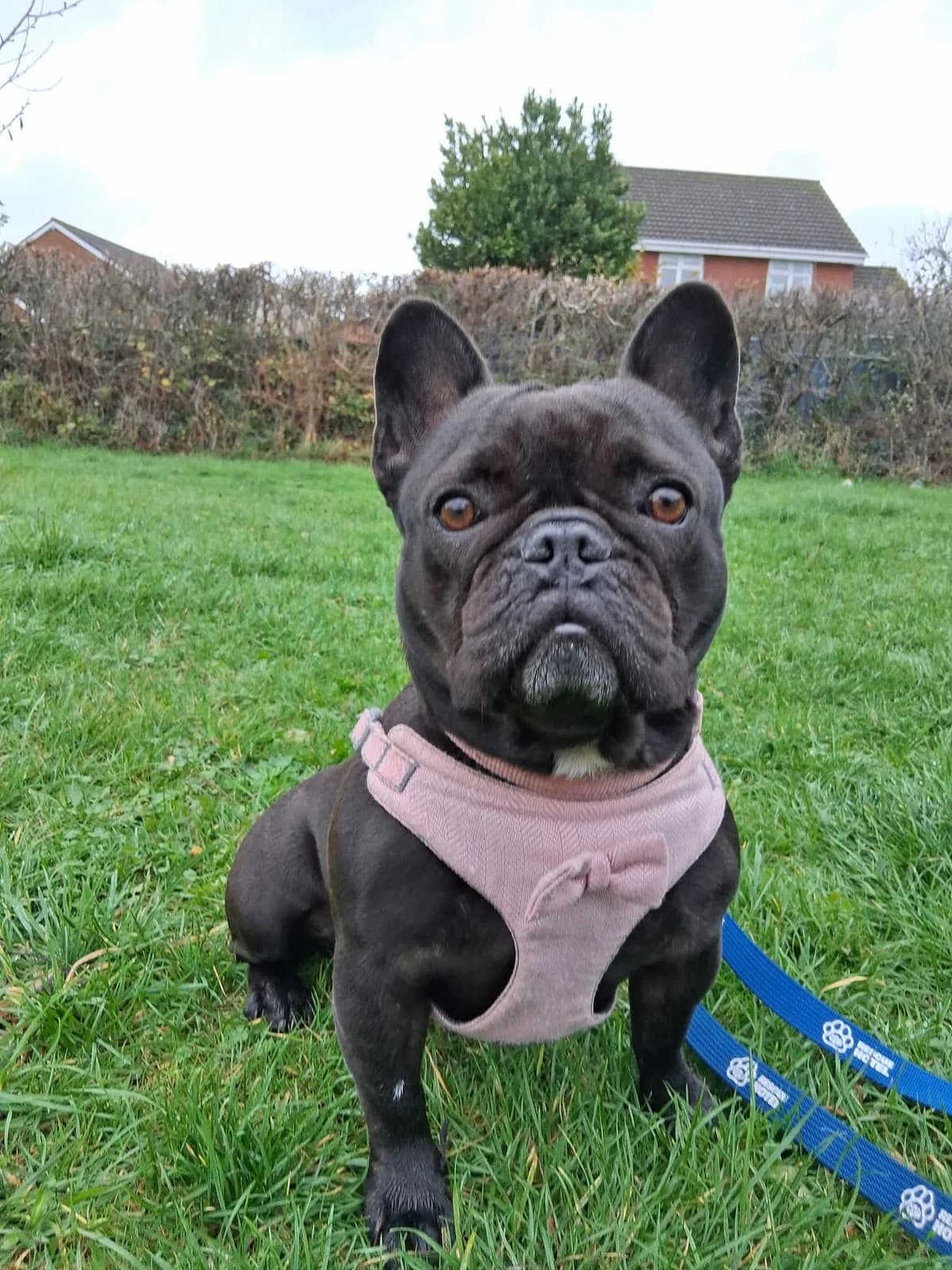 Crumpet, female Mixed Breed for adoption at Cardiff Dogs Home