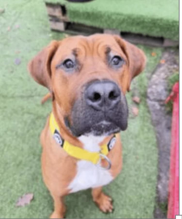 Big Bruno, male puppy Mixed Breed for adoption at Cardiff Dogs Home