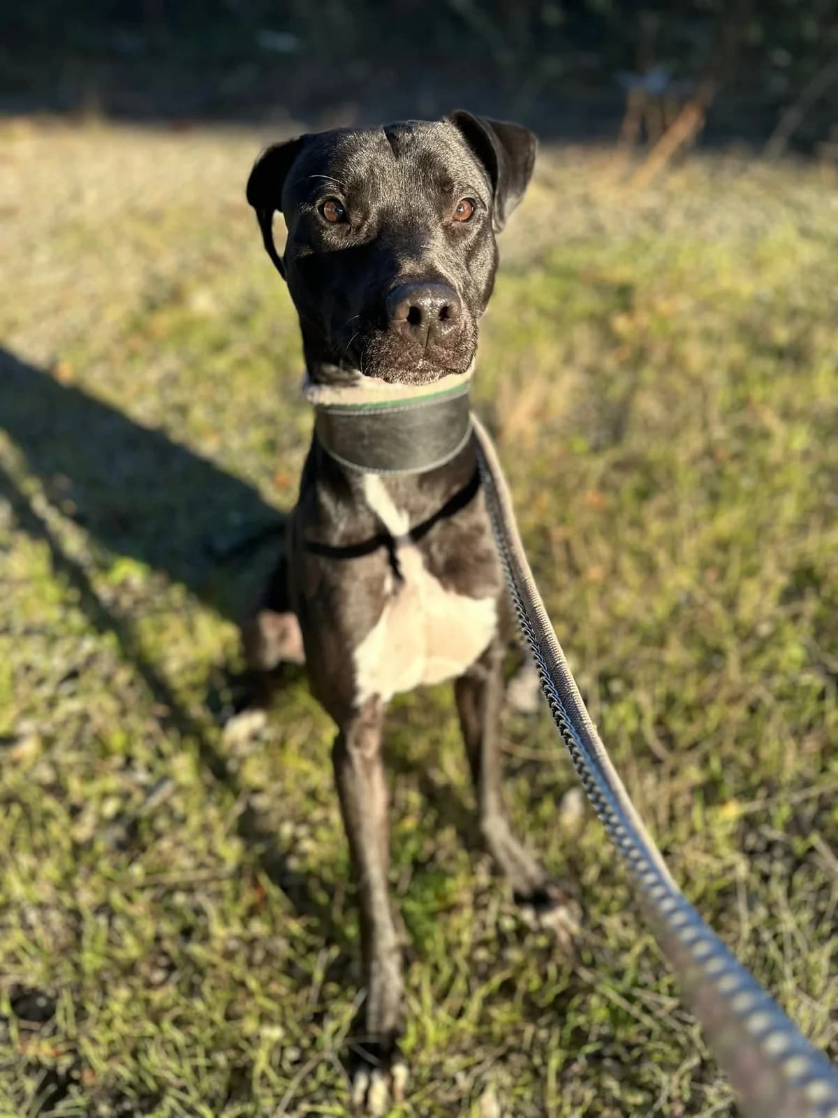 Bolt, male puppy Mixed Breed for adoption at Cardiff Dogs Home