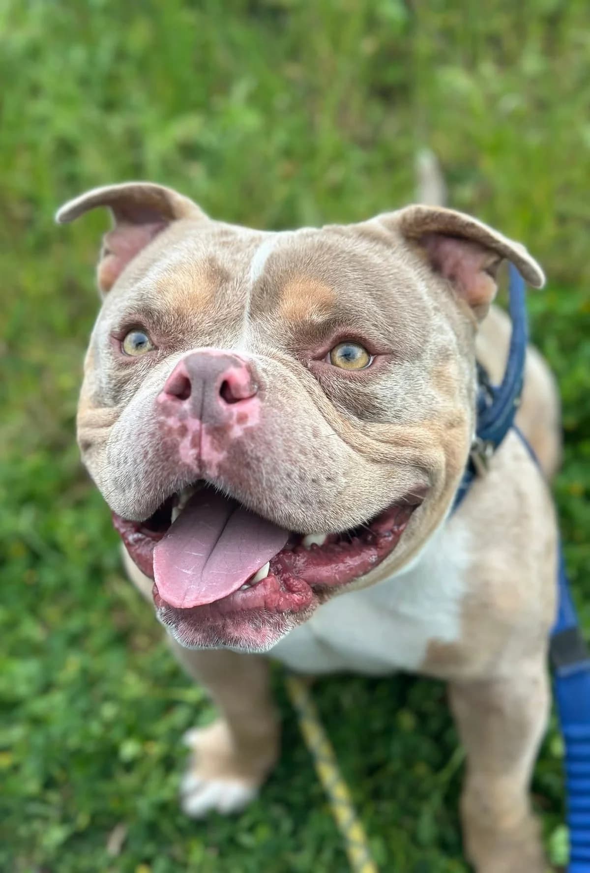 Bruce, male 3yo Mixed Breed for adoption at Cardiff Dogs Home