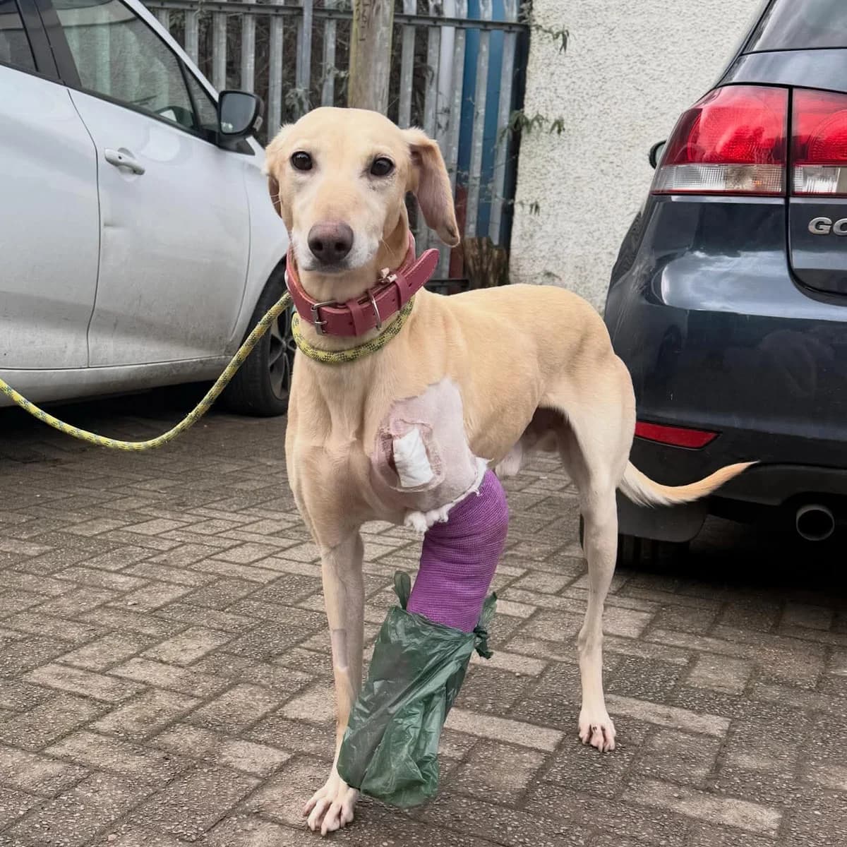Dave, male puppy Mixed Breed for adoption at Cardiff Dogs Home