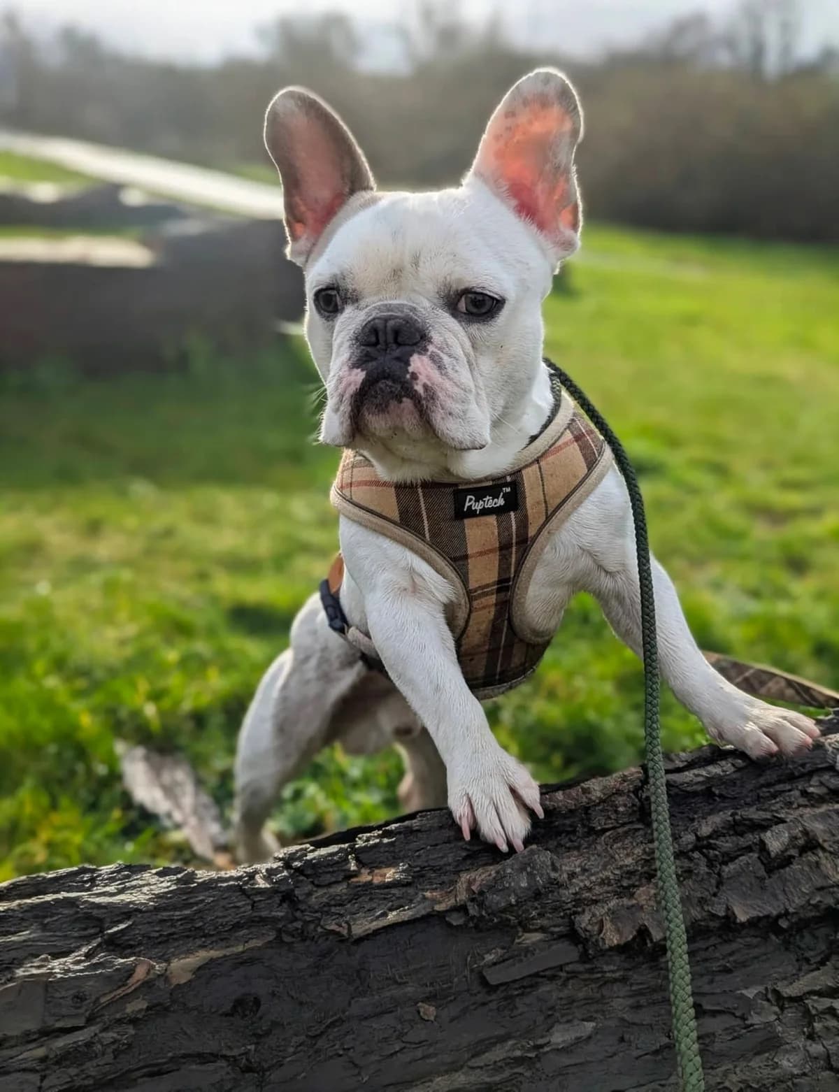 Hugo, male 3yo Mixed Breed for adoption at Cardiff Dogs Home