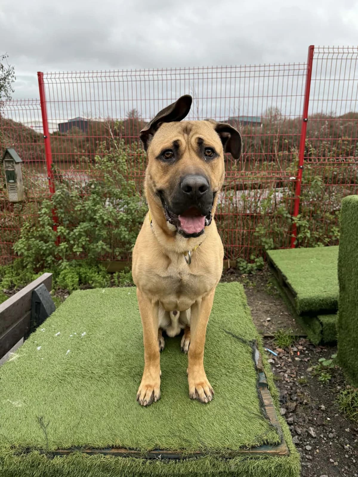 Mutley, male Mixed Breed for adoption at Cardiff Dogs Home