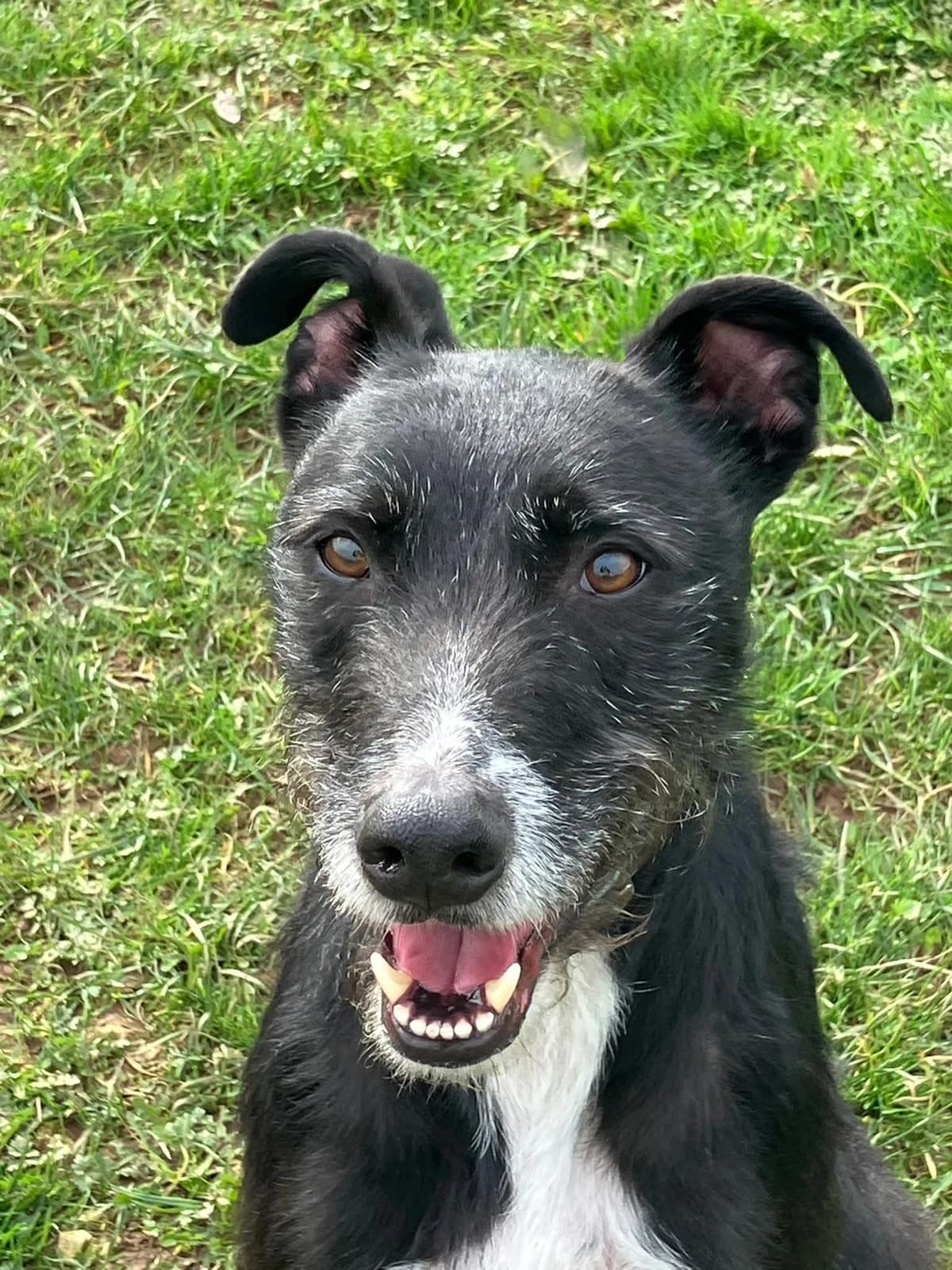 Jack-dee, male 5yo Mixed Breed for adoption at Cardiff Dogs Home