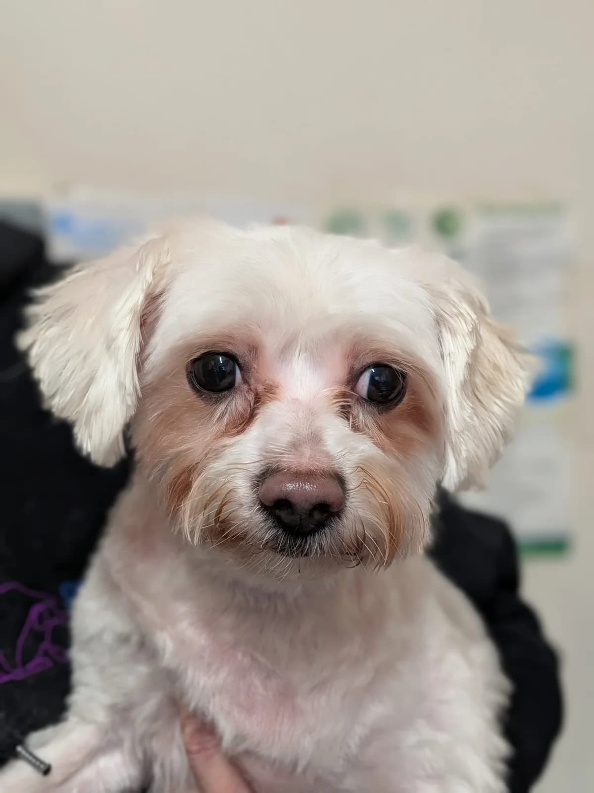 Betti, female senior Mixed Breed for adoption at Cardiff Dogs Home