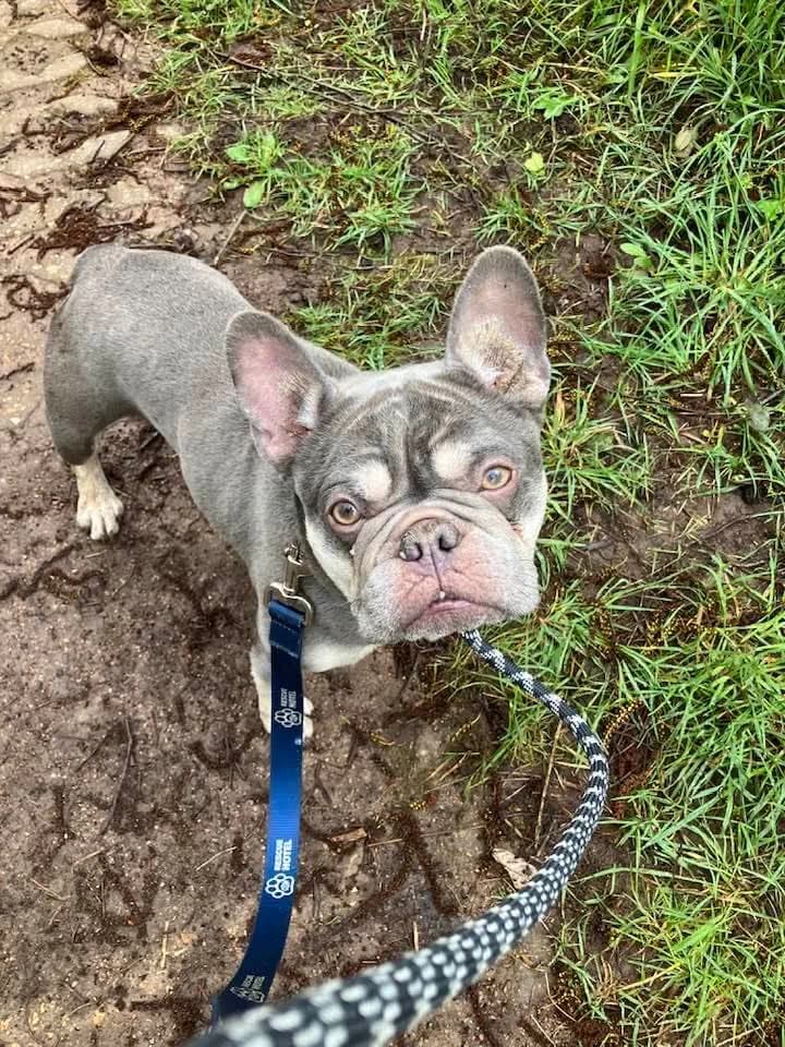 Malibu, female 3yo Mixed Breed for adoption at Cardiff Dogs Home