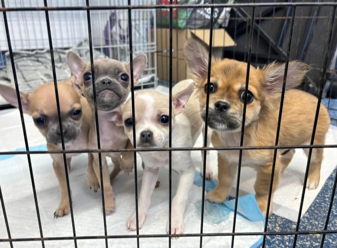 Mousey monkey foxy cubby, female puppy Mixed Breed for adoption at Cardiff Dogs Home