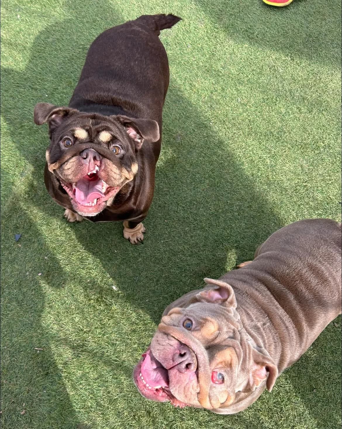 Pina and Colada, female young Mixed Breed for adoption at Cardiff Dogs Home