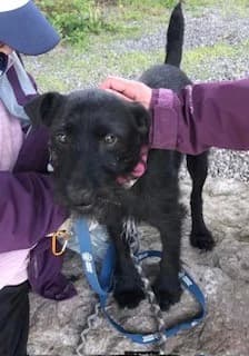 Spot & Flossy, male 3yo Mixed Breed for adoption at Cardiff Dogs Home