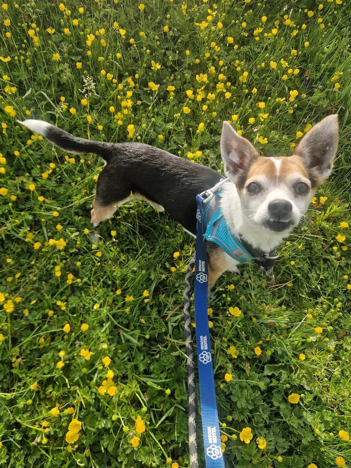 Charlie, male senior Mixed Breed for adoption at Cardiff Dogs Home