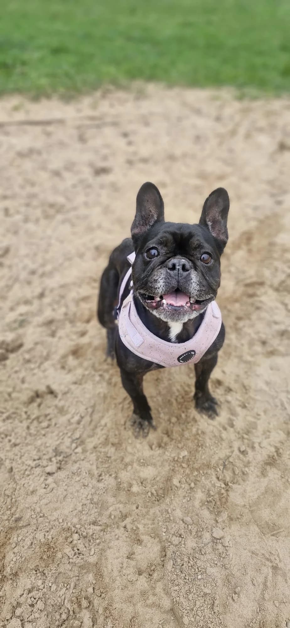 Helga, female senior Mixed Breed for adoption at Cardiff Dogs Home