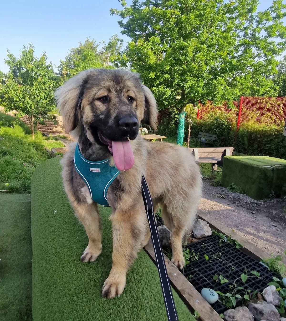 Lemmy, male puppy Mixed Breed for adoption at Cardiff Dogs Home