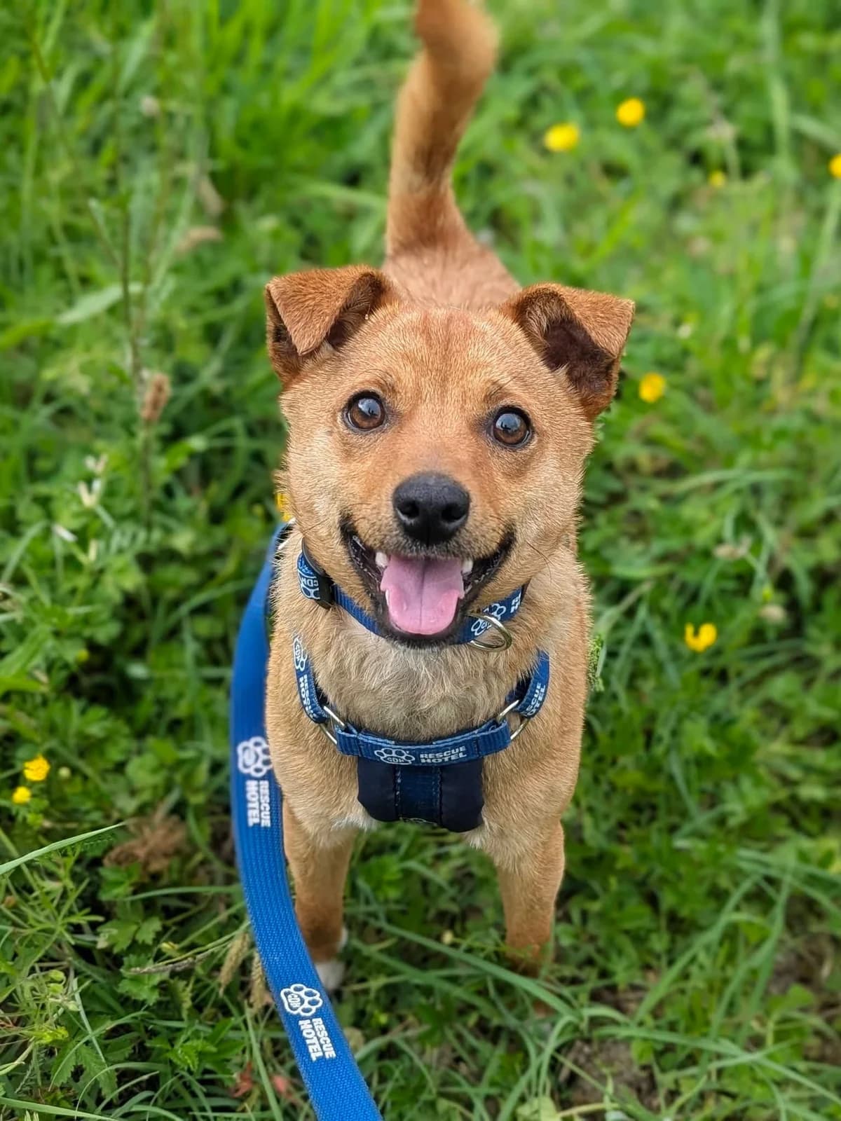 Little Thing, male puppy Mixed Breed for adoption at Cardiff Dogs Home