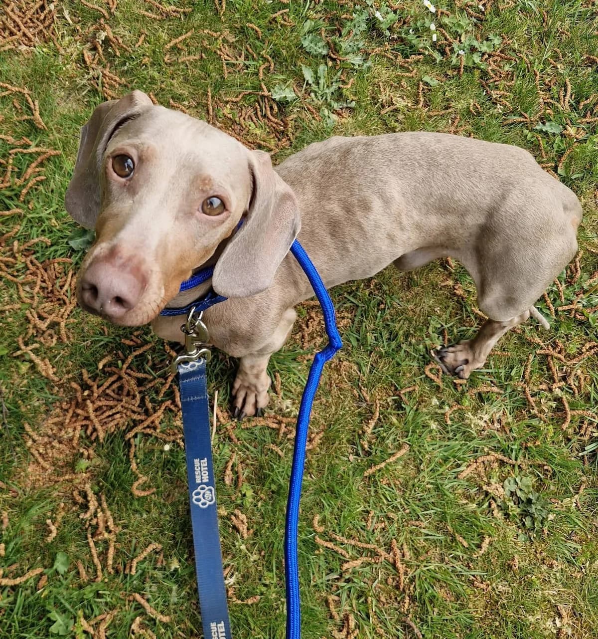 Mojito, male young Mixed Breed for adoption at Cardiff Dogs Home