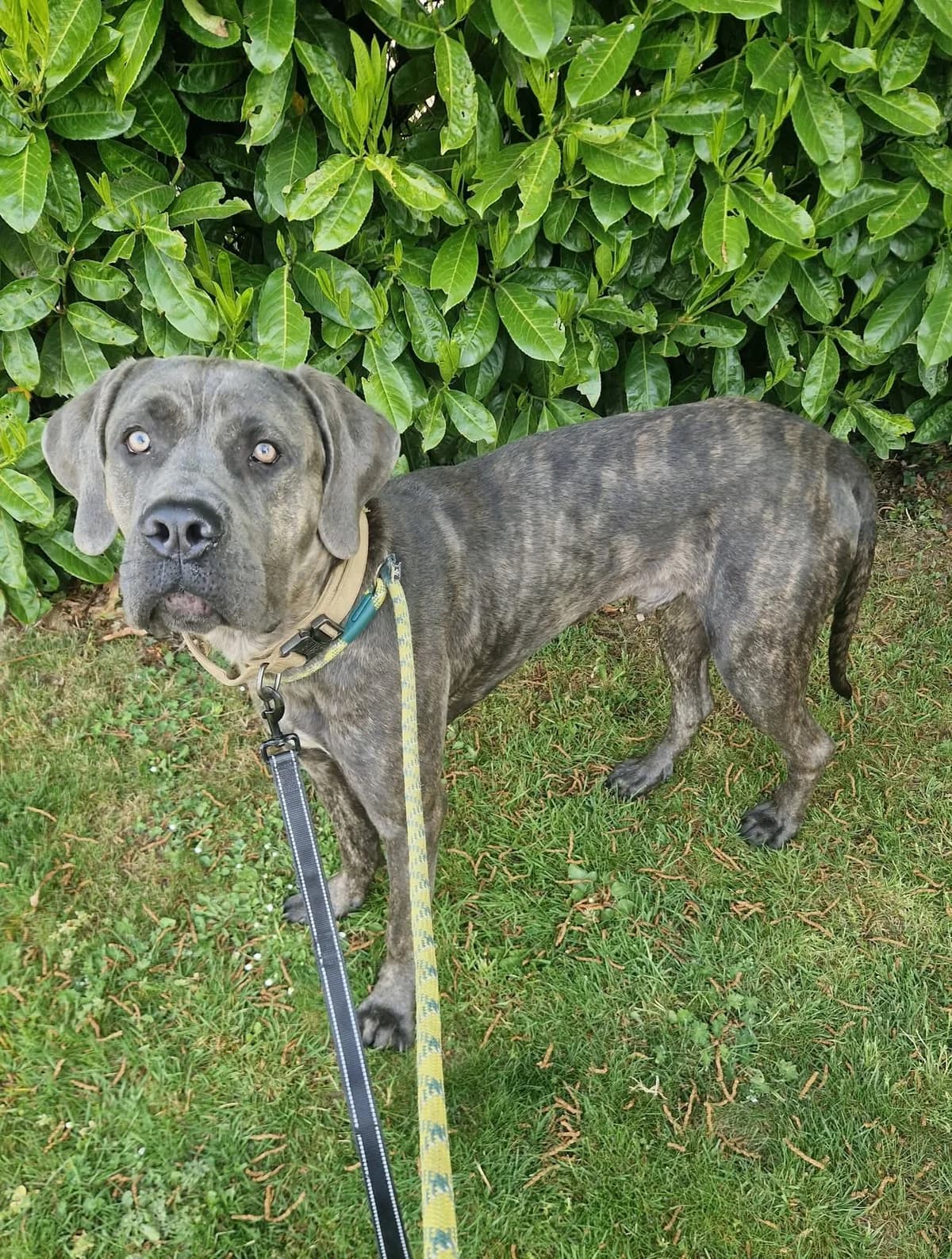 Mythos, male puppy Mixed Breed for adoption at Cardiff Dogs Home