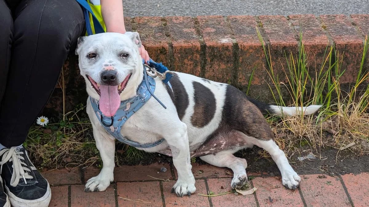 Pepper, female Mixed Breed for adoption at Cardiff Dogs Home