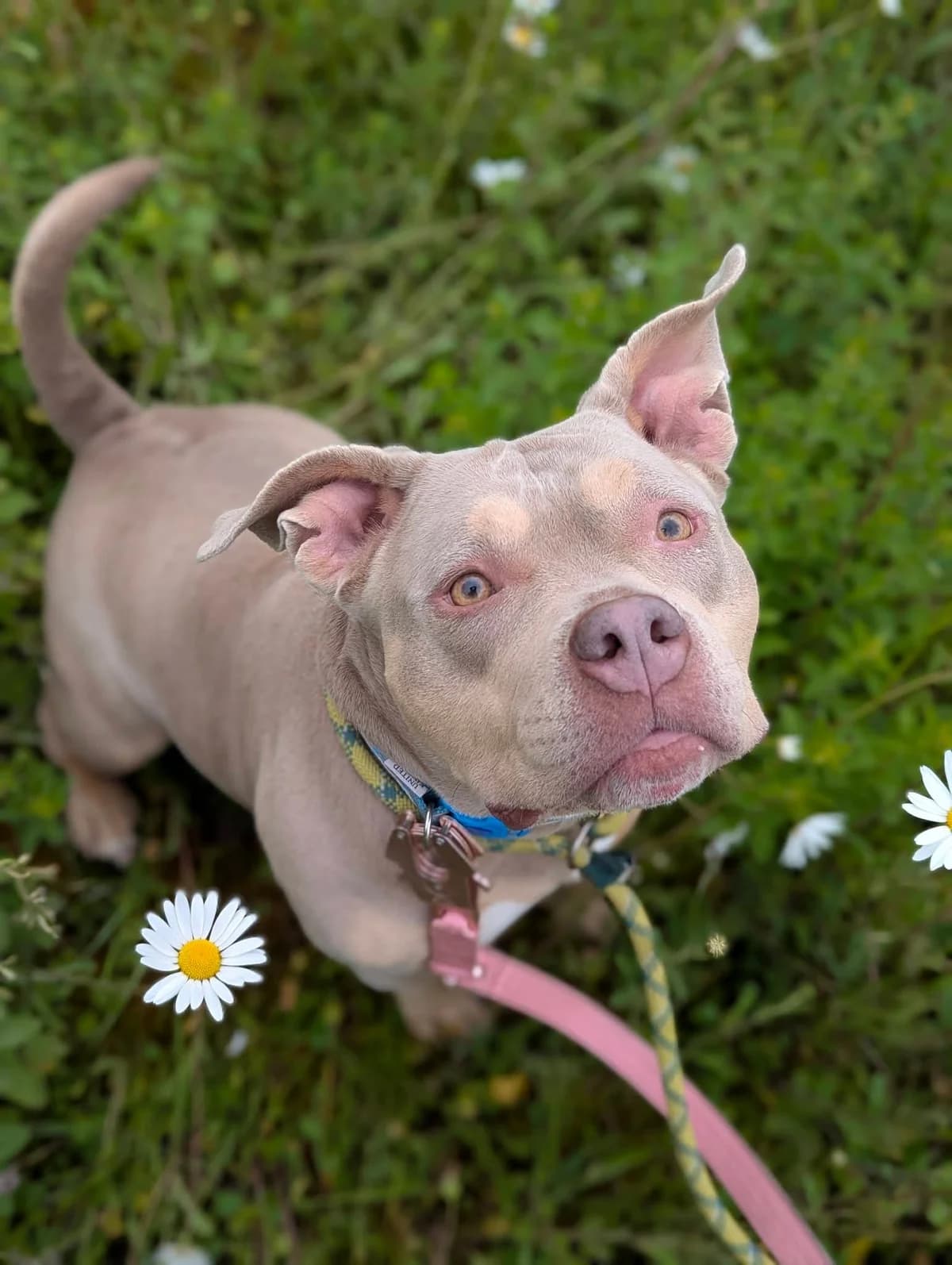Petunia, female young Mixed Breed for adoption at Cardiff Dogs Home
