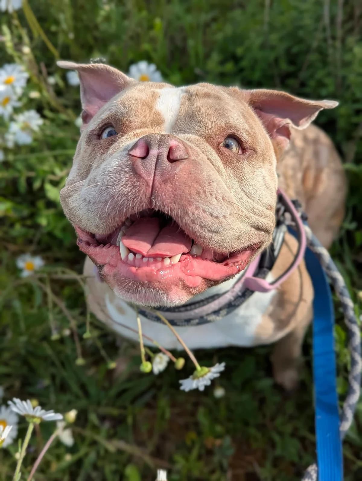 Roxy, female young Mixed Breed for adoption at Cardiff Dogs Home